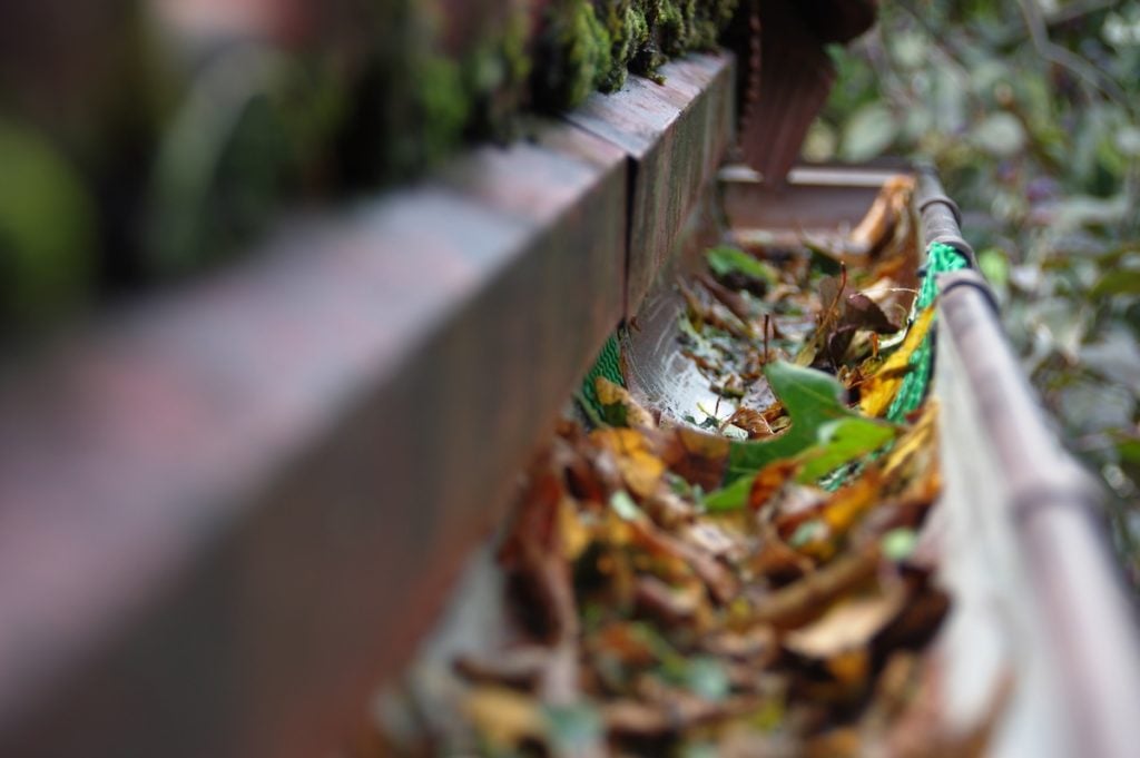 Close-up of a house gutter filled with dry leaves and debris, with moss growing along the edge. 