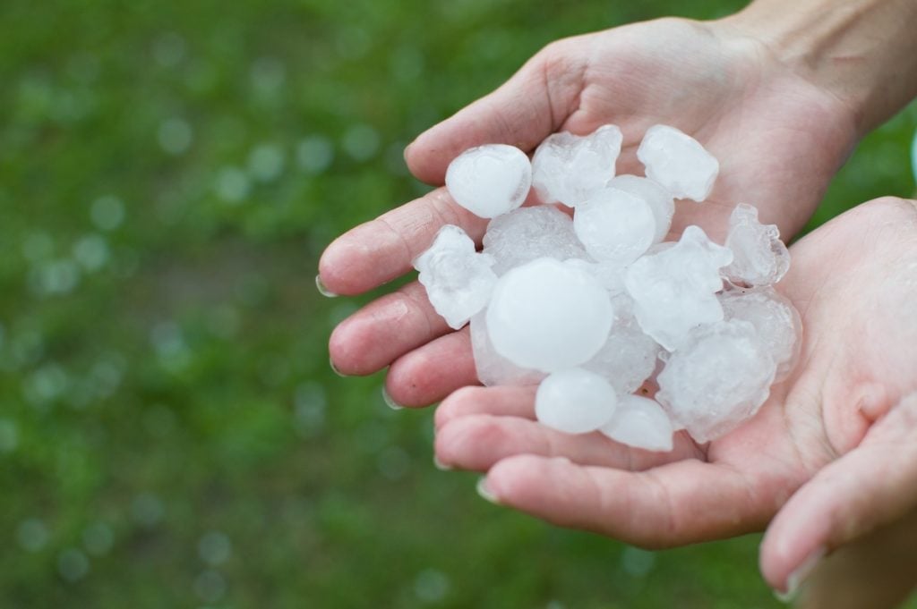 Two hands are holding several large, irregularly shaped hailstones, with a blurred green grassy background—