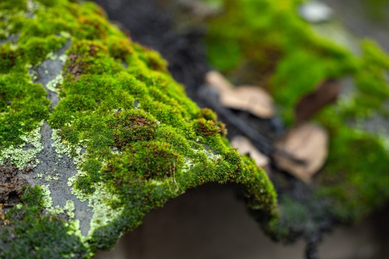 Moss growth on old roof