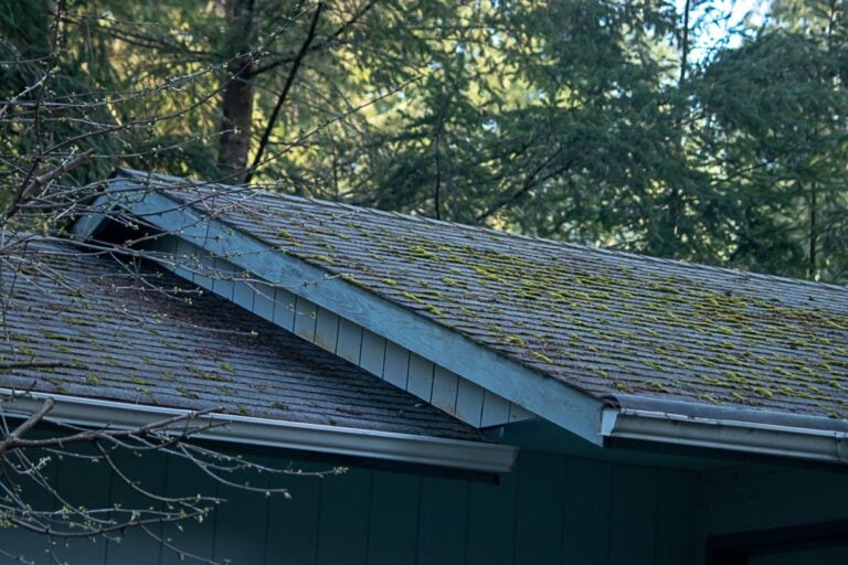 mold on roof A house roof with blue trim is covered in patches of moss, surrounded by tall green trees in the background.