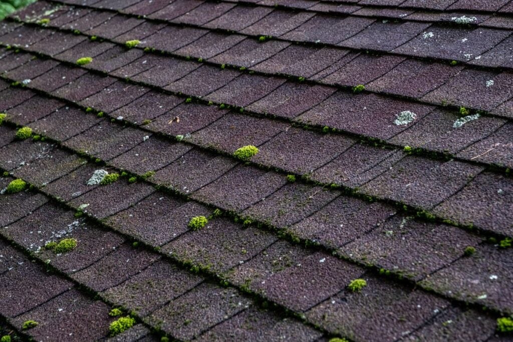 mold on roof Close-up of a roof with dark brown asphalt shingles, showing patches of green moss and lichen growing between and on top of the shingles. The overall surface appears damp and weathered.